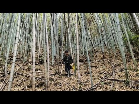 小年竹林會不會長春筍,長知識了,我在農村生活二十幾年才知道
